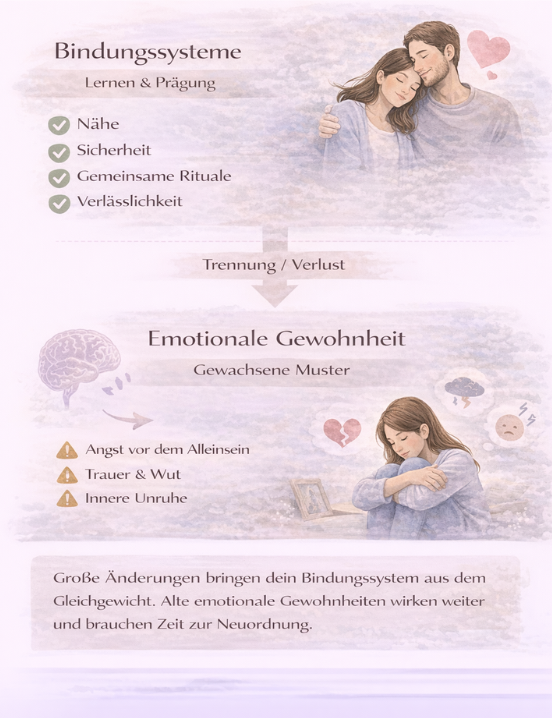 Illustration: Trennung bringt das Bindungssystem aus dem Gleichgewicht – alte emotionale Gewohnheiten wirken nach und lösen innere Unruhe aus.