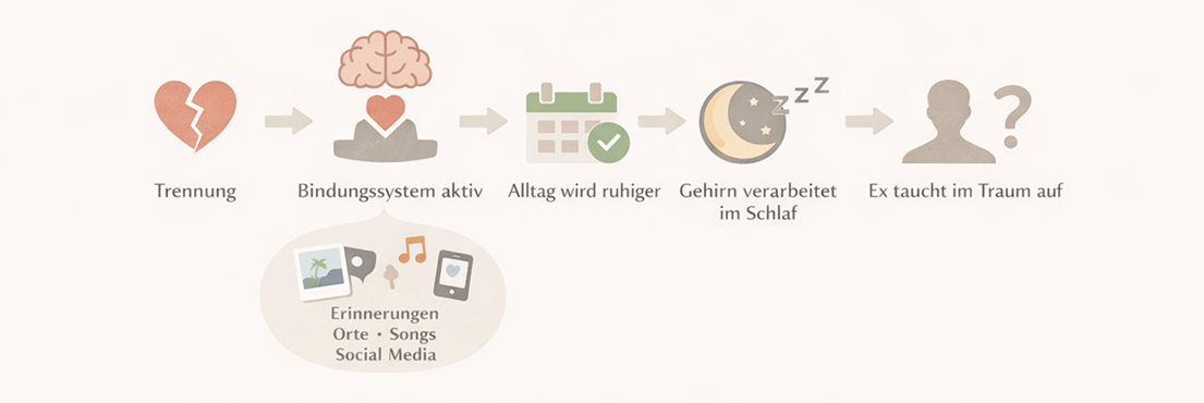 Infografik: Trennung aktiviert das Bindungssystem, Alltag wird ruhiger und das Gehirn verarbeitet Emotionen im Schlaf – warum der Ex im Traum auftaucht.